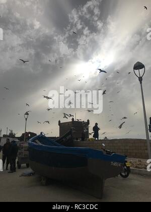 Vögel am Fischereihafen in Essaouira Marokko Stockfoto