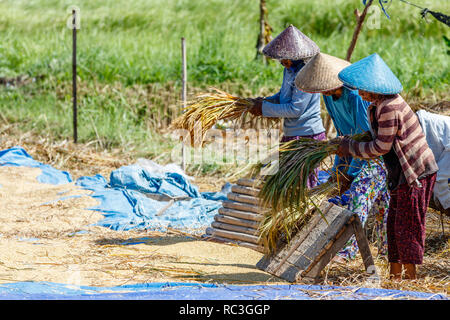 Reisbauern in traditionellen konischen Hüte schlagen der Reis. Bali, Indonesien. Stockfoto