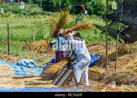 Reisbauern in traditionellen konischen Hüte schlagen der Reis. Bali, Indonesien. Stockfoto