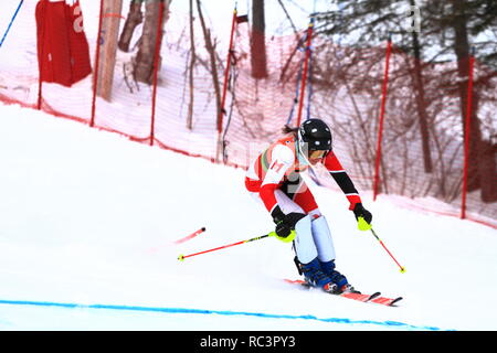 Quebec, Kanada. 13. Jan 2019. Sarah Netz von Kanada konkurriert in der Super Serie Sports Experts Damen slalom Rennen in Val Saint-Come Kredit statt: Richard prudhomme/Alamy leben Nachrichten Stockfoto