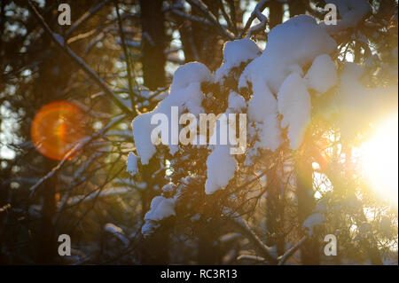 Tambow, Tambow, Russland. 13 Jan, 2019. Verschneite Kiefer branch Credit: Demian Stringer/ZUMA Draht/Alamy leben Nachrichten Stockfoto