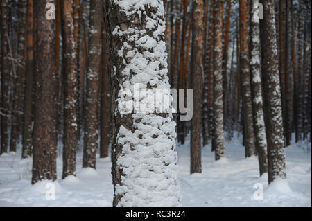 Tambow, Tambow, Russland. 13 Jan, 2019. Pinien in der Vorstadt Wald Credit: Demian Stringer/ZUMA Draht/Alamy leben Nachrichten Stockfoto