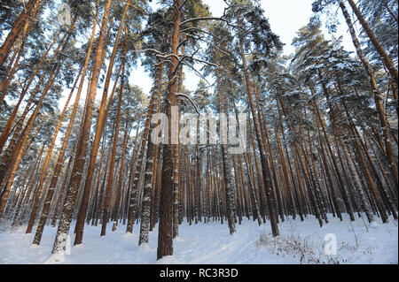 Tambow, Tambow, Russland. 13 Jan, 2019. Pinien in der Vorstadt Wald Credit: Demian Stringer/ZUMA Draht/Alamy leben Nachrichten Stockfoto