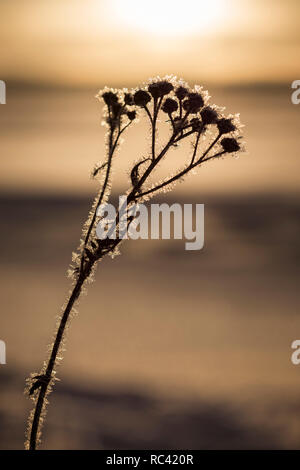 Close-up Silhouette einer frostigen Pflanze an einem sonnigen Tag im Winter. Unscharfer Hintergrund. Stockfoto