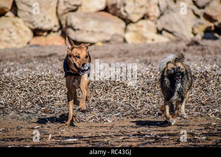 Schöne Hunde jagen einander am Strand Stockfoto