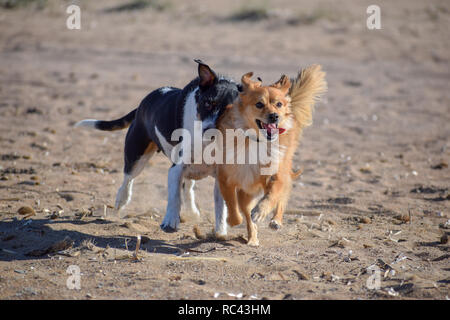 Schöne Hunde gegenseitig jagen in den Strand Stockfoto