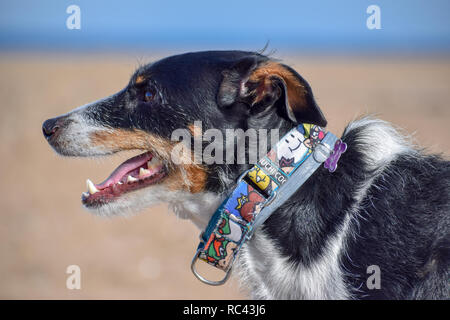 Schwarze und weisse Hund am Strand posieren Stockfoto