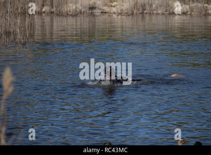 Black Dog hunter Enten im See Stockfoto