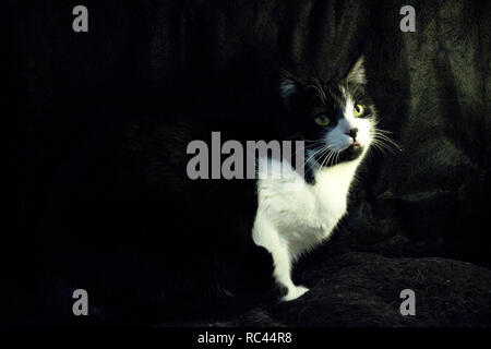 Schwarze und weiße Katze mit Feline immunodeficiency Stockfoto