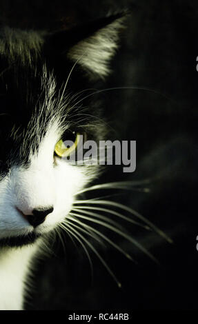 Schwarze und weiße Katze mit Feline immunodeficiency Stockfoto