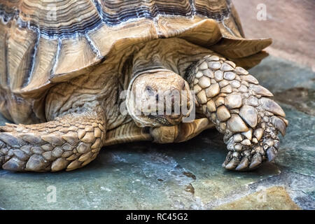 Portrait von groß beige und braun Afrikanischen trieb Schildkröte. Sie ist es, die gefährdeten Arten auch als Geochelone sulcate bekannt. Gepanzerte Tier kriechen auf Stockfoto