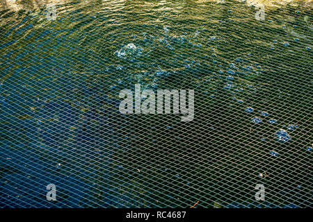 Nahaufnahme des Netting Schutz der Fische in einem Teich an einem Haus in Sheffield, South Yorkshire. Stockfoto