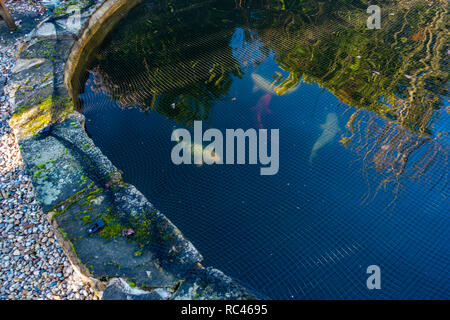 Winter sunndy Tag Bild und Nahaufnahme von Fischen unter die Netting, Fisch in einem Gartenteich Schutz auf ein Haus in Sheffield, South Yorkshire. Stockfoto