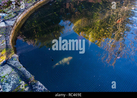 Winter sunndy Tag Bild und Nahaufnahme von Fischen unter die Netting, Fisch in einem Gartenteich Schutz auf ein Haus in Sheffield, South Yorkshire. Stockfoto