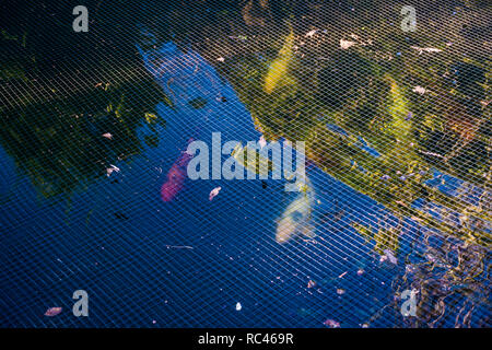 Winter sunndy Tag Bild und Nahaufnahme von Fischen unter die Netting, Fisch in einem Gartenteich Schutz auf ein Haus in Sheffield, South Yorkshire. Stockfoto