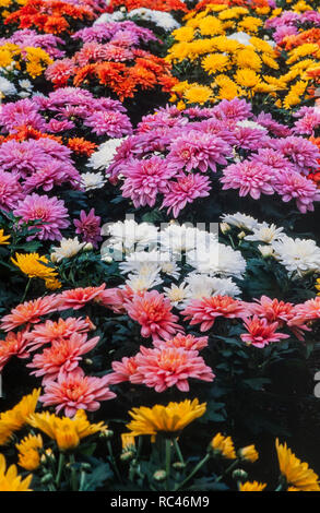 Chrysanthemum morifolium in verschiedenen gemischten Farben Stockfoto