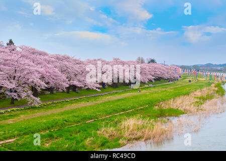 Voller Blüte Cherryblossom Sakura bei Kitakami Tenshochi Park in Kitakami, Iwate, Japan Iwate, Japan - 22 April 2018: kitakami Tenshochi Park von Stockfoto