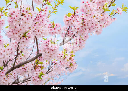 Voller Blüte Cherryblossom Sakura bei Kitakami Tenshochi Park in Kitakami, Iwate, Japan Iwate, Japan - 22 April 2018: kitakami Tenshochi Park von Stockfoto