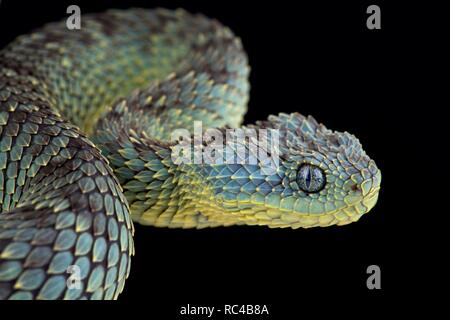Bush Viper (Atheris squamigera) Stockfoto