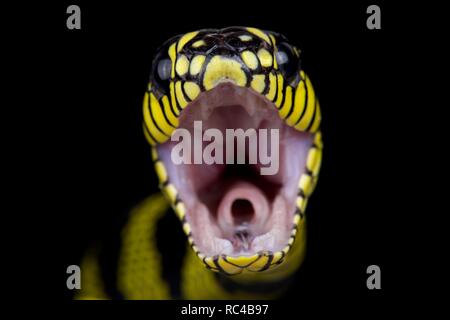 Philippinische gold beringt Schlange (Boiga dendrophila latifasciata) Stockfoto