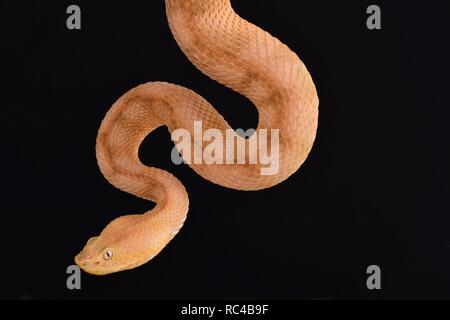 Lansberg's Gold hognosed pitviper (Porthidium lansbergii rozei) Stockfoto