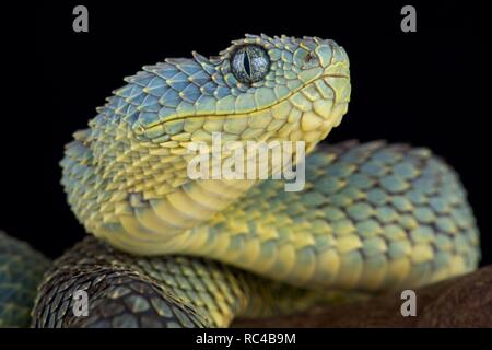 Bush Viper (Atheris squamigera) Stockfoto