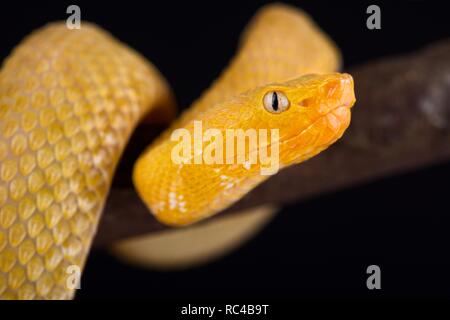 Lansberg's Gold hognosed pitviper (Porthidium lansbergii rozei) Stockfoto