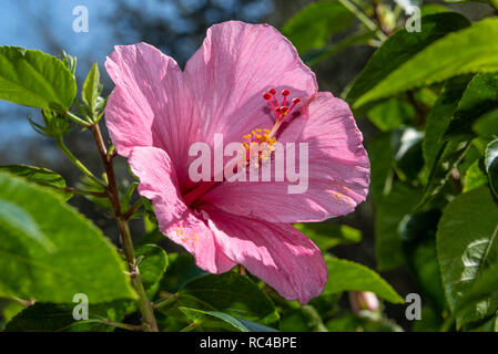 Rosa Hibiskus (Hibiscus rosa-sinensis) in Palm Beach, Florida. (USA) Stockfoto