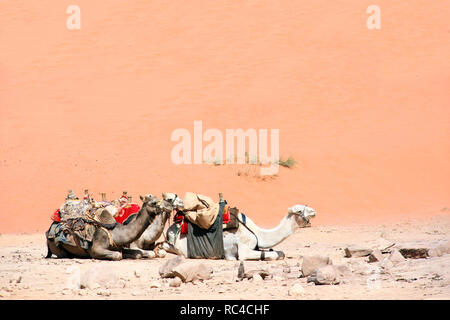 3 liegende Kamele im Wadi Rum Wüste (Tal des Mondes), Jordanien, Naher Osten Stockfoto