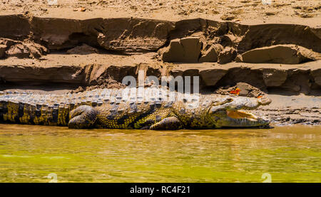 Krokodil basking am Ufer des Flusses mit einem Schmetterling auf seinem Mund, Rio Usumacinta Fluss, Chiapas, Mexiko Stockfoto