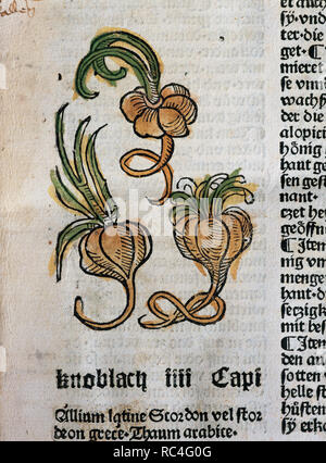 Hortus Sanitatis (Gart der Gesundheit). Buch der natürlichen Geschichte Geschrieben von der Deutsche Arzt Johann Wonnecke von Kaub (Johannes de Cuba) (1430-1503). Seite aus dem Tractatus de Herbis, Knoblauch. Folio 5. Von Johann Schoensperger in Augsburg (Deutschland), 1487 bearbeitet werden. Stockfoto