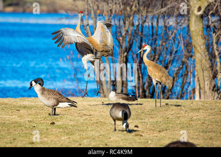 Zwei Kanadakraniche (Grus canadensis) in einem balztanz Stockfoto