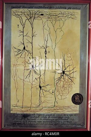 RAMON Y CAJAL, SANTIAGO. Spanische Arzt (1852-1934). "Histologische DARSTELLUNG DER ELEMENTE DER grauen Substanz". Gemalt von R. PADRO NACH EINEM ORIGINAL VON RAMON Y CAJAL. Medizin. Stockfoto