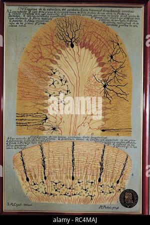 RAMON Y CAJAL, SANTIAGO. Spanische Arzt (1852-1934). "Histologische REGELUNG BEZÜGLICH KLEINHIRN UND SEINE STRUKTUR". Gemalt von R. PADRO NACH EINEM ORIGINAL VON RAMON Y CAJAL. Schule von Medizin. MADRID. Medizin. Stockfoto