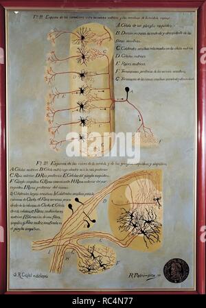 RAMON Y CAJAL, SANTIAGO. Spanische Arzt (1852-1934). "Histologische REGELUNG DER SPINALEN MEDULA'. Gemalt von R. PADRO NACH EINEM ORIGINAL VON RAMON Y CAJAL. Schule von Medizin. MADRID. Medizin. Stockfoto