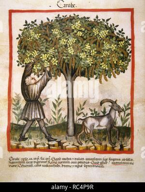 Tacuinum Sanitatis. 14. Jahrhundert. Mittelalterliche Handbuch der Gesundheit. Johannisbrot. Folio 14v. Stockfoto