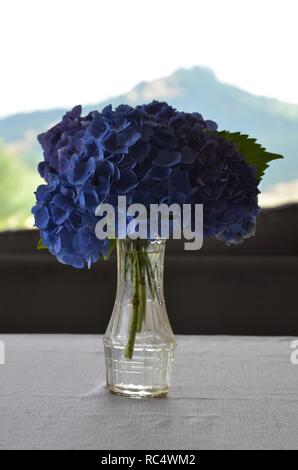 Blaue Hortensien in der Vase auf dem Tisch. Stockfoto