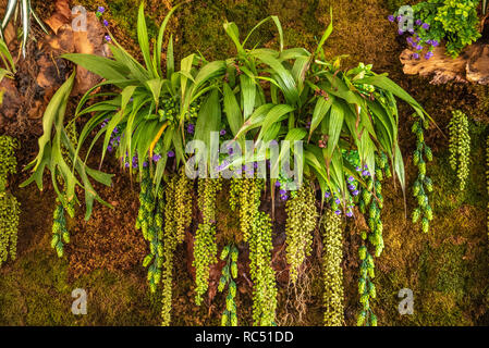 Dekorative Living Wall s plantscape zu erneuern an der Esplanade auf der Worth Avenue in Palm Beach, Florida. (USA) Stockfoto