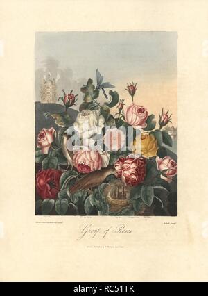 Gruppe von Rosen: Damast, weiß, Moos, Hund, bunte und gelbe rose. Von Robert Thornton, graviert von R. Roffe gemalt. Papierkörbe Walze Kupferstich von Dr. Robert Thornton's 'Tempel der Flora, 'Lotterie edition, London, 1812. Die Illustrationen waren ein Mix aus der Aquatinta, schabkunst und Walze auf Stiche von Hand beendet. Stockfoto