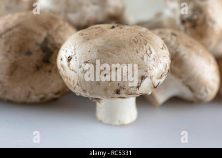Nahaufnahme der Pilz mit dem Rest der Gruppe unscharf im Hintergrund. Weißer Vordergrund. Stockfoto