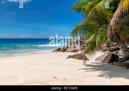 Sandstrand mit Palmen und türkisblaues Meer in der karibischen Insel. Stockfoto