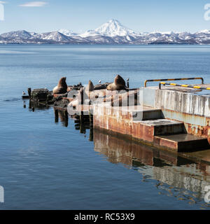 Blick auf Winter rookery Steller Sea Lion oder nördlichen Seelöwe (eumetopias Jubatus) an der Pazifikküste. Avacha Bay, Petropawlowsk-kamtschatski, Kamtschatka Stockfoto