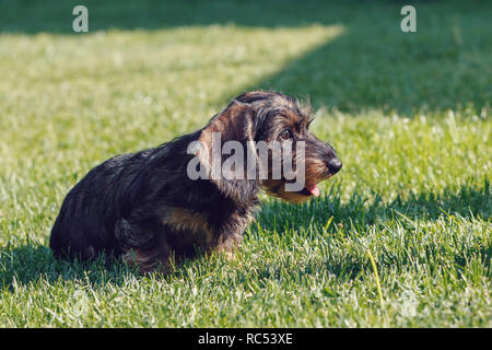 Weiblich der Braune Zwerg Dackel, reinrassige Zucht Hund im Gras Stockfoto