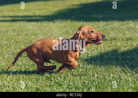 Weiblich, mit braunen Dackel, reinrassige Zucht Hund im Gras Stockfoto