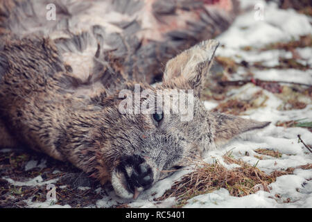 Weibliche Europäische Reh (Capreolus capreolus) im Wald getötet durch Wilderer, mit einem Stück Fleisch Stockfoto