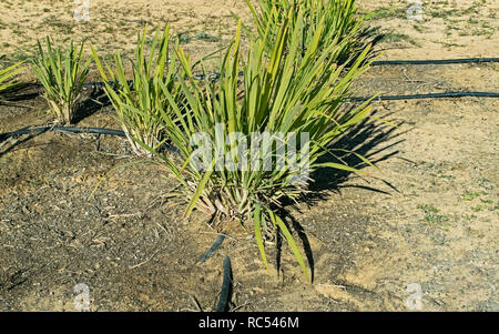 Zitronengras Pflanzen wachsen auf einer Tropfbewässerung System auf einem organischen Herb Farm in der Wüste Negev Stockfoto