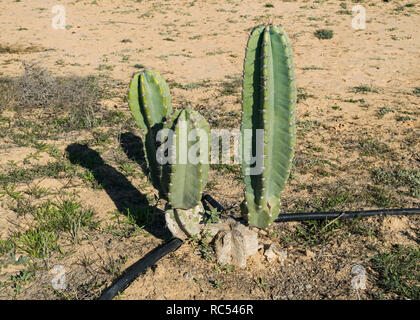 Eine Nacht blühende peruanischen cereus Kaktus gewachsen für seine Frucht mit modernen Tropfbewässerung auf organischer Herb Farm in der Wüste Negev Stockfoto