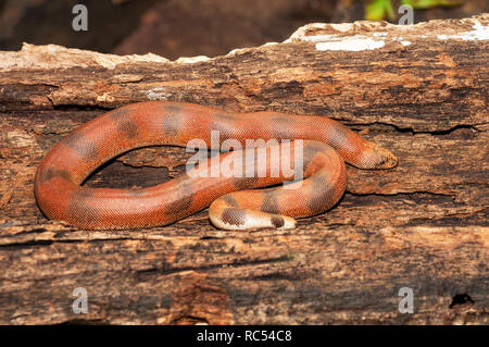 Roter Sand boa, Eryx johnii, Thane, Maharashtra, Indien Stockfoto