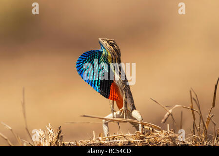 Ventilator-throated Eidechse, Sitana ponticeriana, Talegoan, Maharashtra, Indien Stockfoto