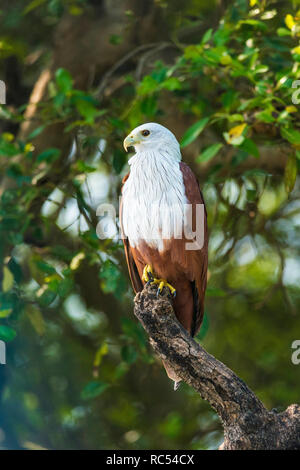 Brahminy Kite, Haliastur Indus, Goa, Indien Stockfoto